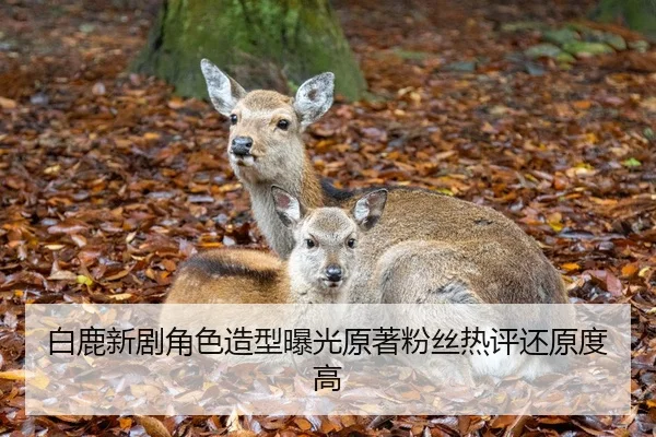 白鹿新剧角色造型曝光原著粉丝热评还原度高